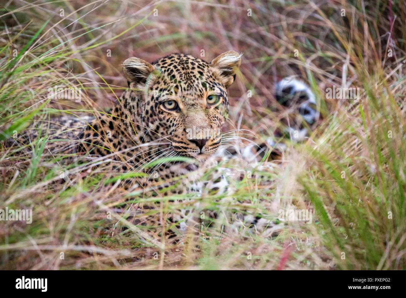 Female leopard in the Serengeti National Park, Tanzania Stock Photo