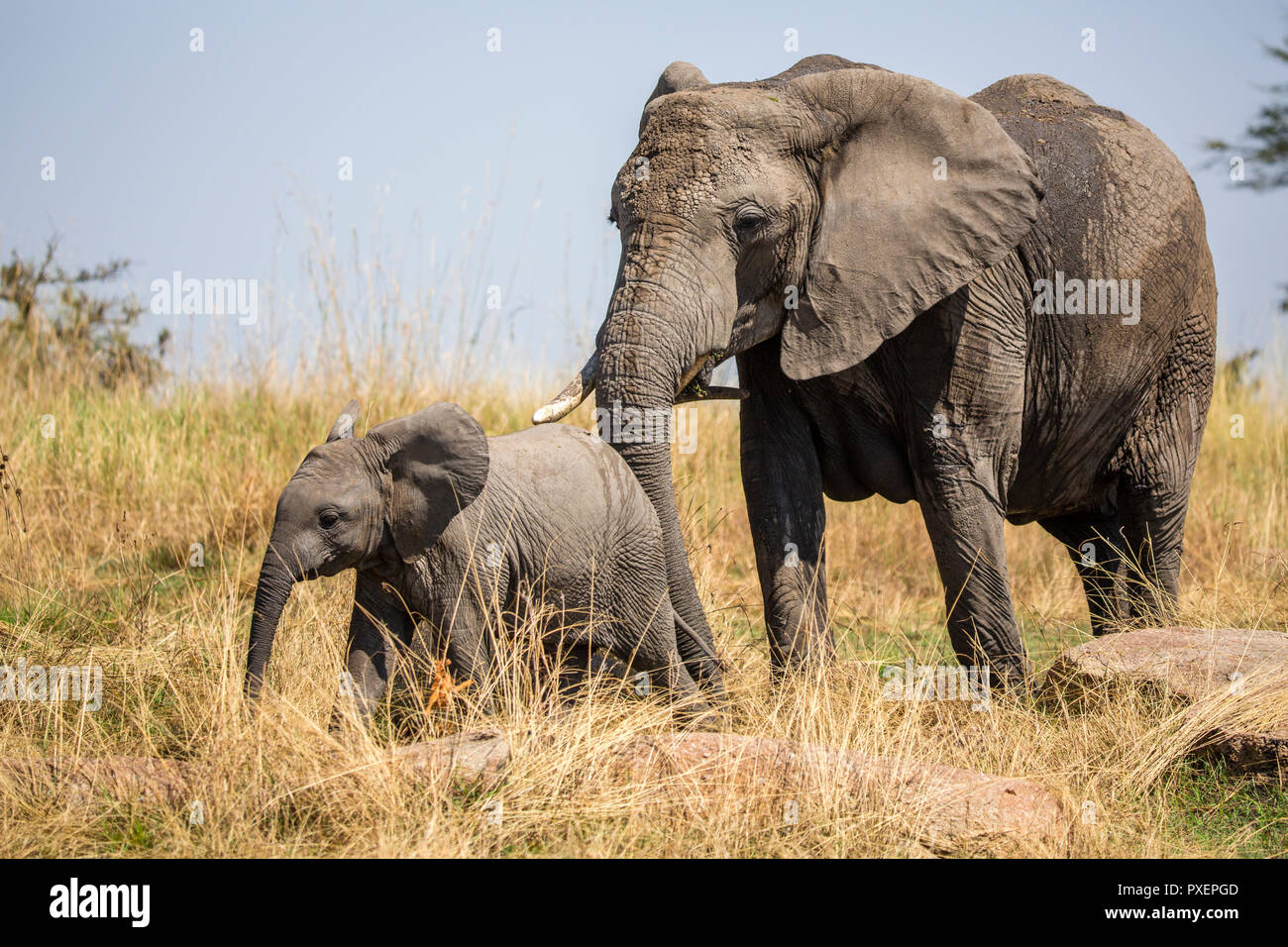 Savanna Elephants of Serengeti National Park, Tanzania Stock Photo