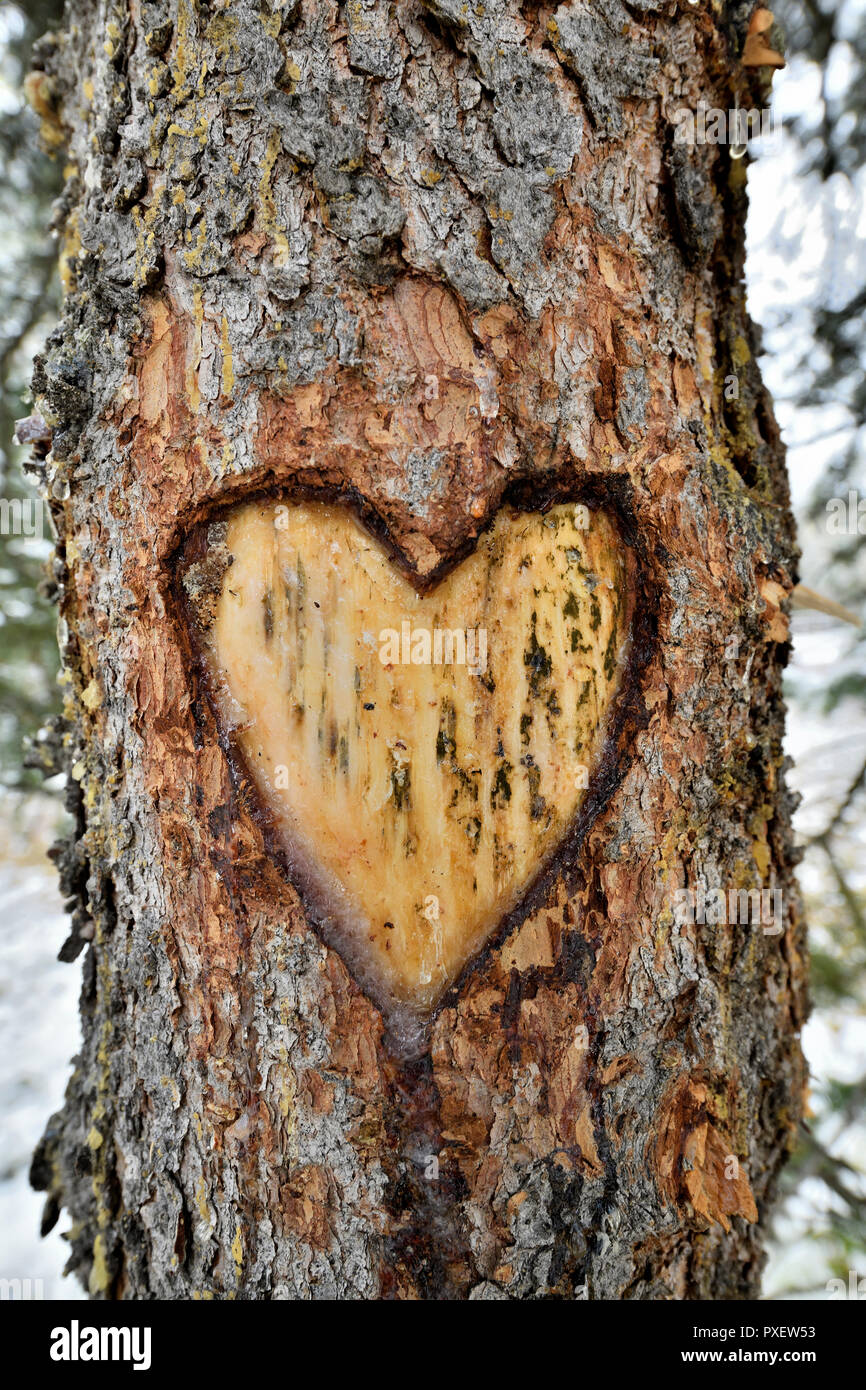 A heart symbol cut in the bark on a tree in rural Alberta Canada Stock Photo