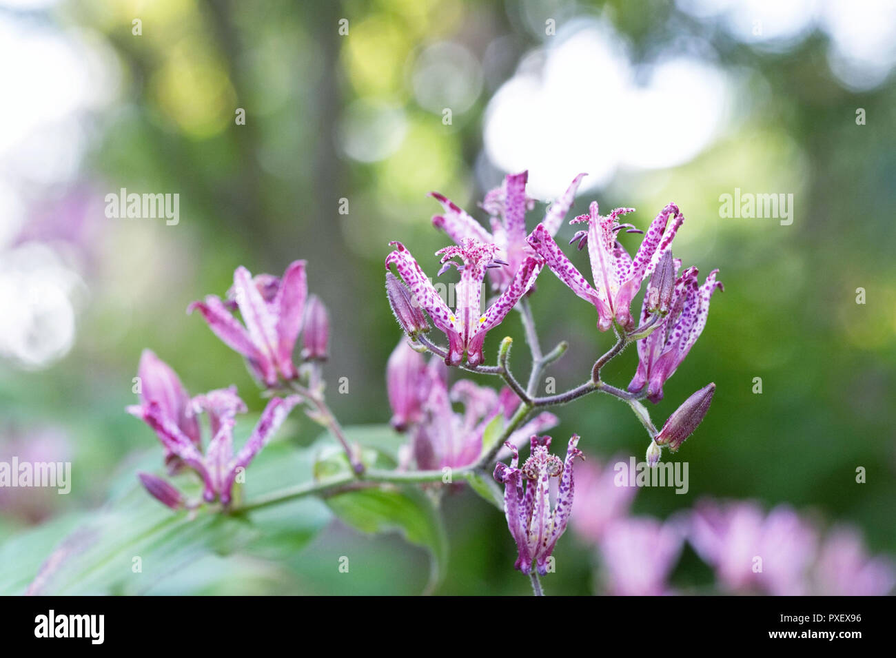 Tricyrtis hirta Taiwan Atrianne flowers. Stock Photo