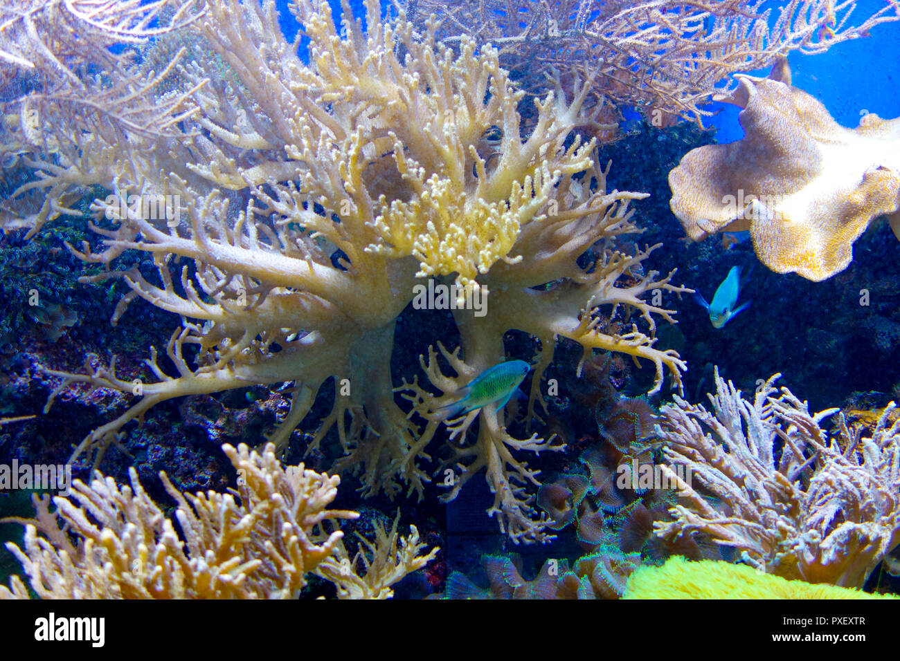 The Aquarium in London Zoo, London Stock Photo Alamy