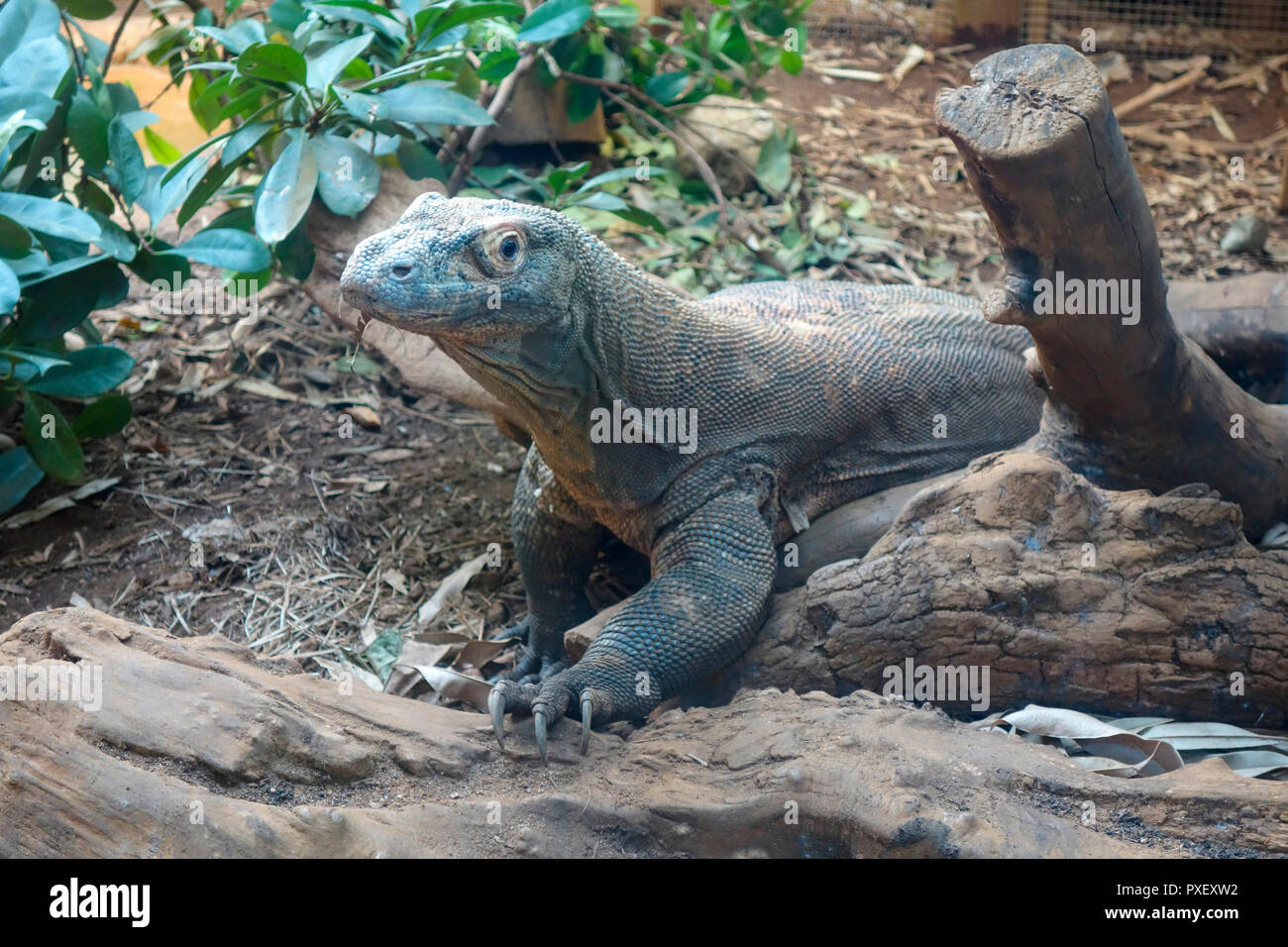 A Komodo Dragon at ZSL London Zoo. Stock Photo