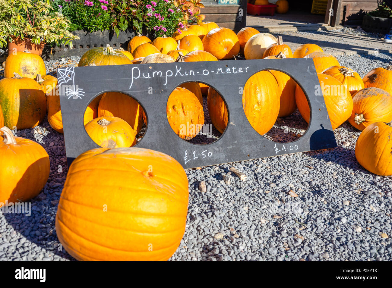 Freshly picked pumpkins on display and a pumpkin size guide measurement template at Sopley Farm, Sopley, Dorset, England, UK Stock Photo