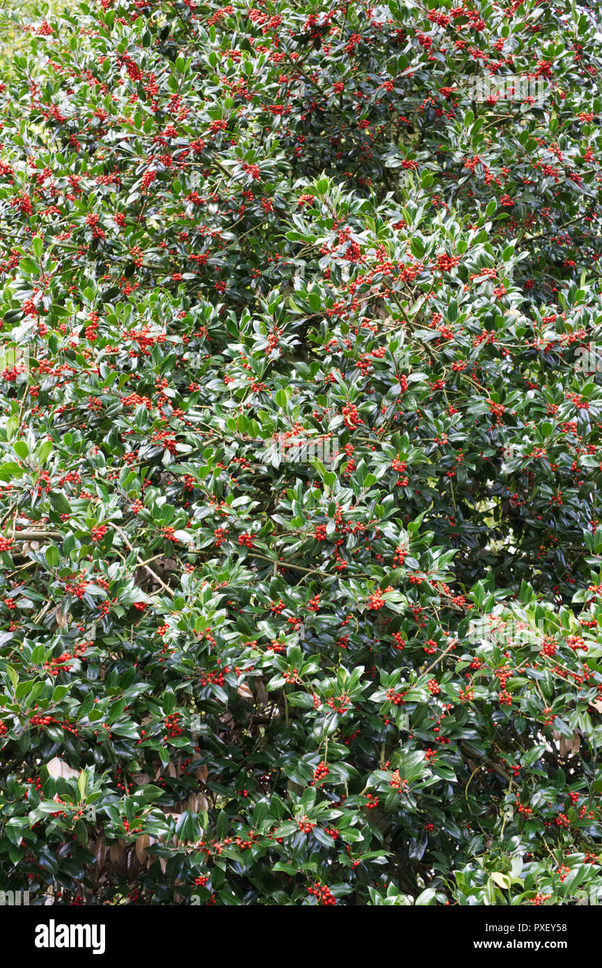 Ilex. Holly bush with berries. Stock Photo