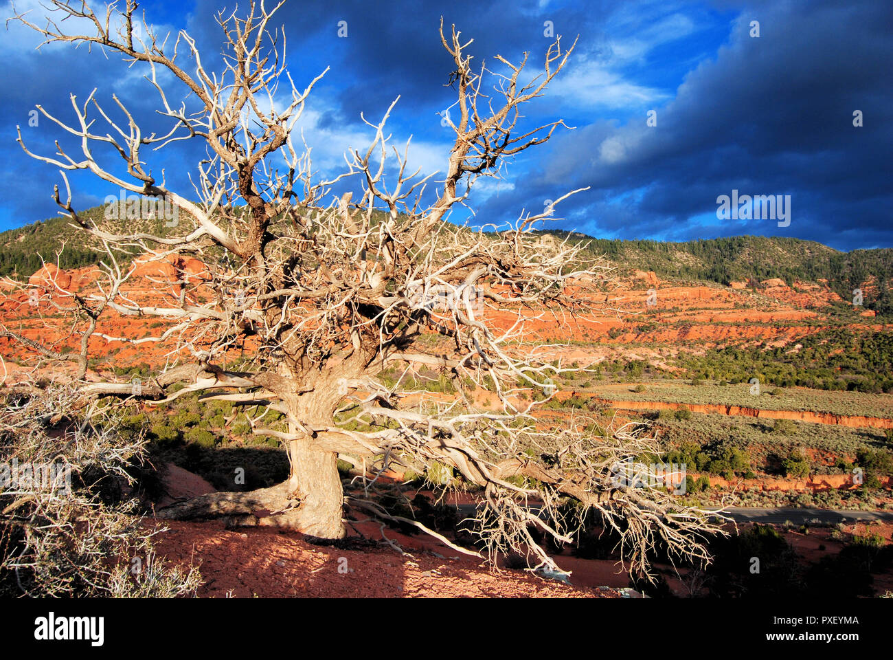 Dead tree in the valley of Lukachukai, Arizona, in the Navajo native