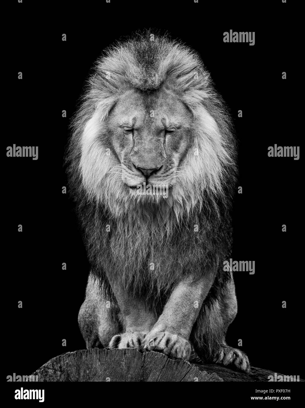 Black and White Frontal Portrait of an African Lion WIth Closed Eyes Stock Photo