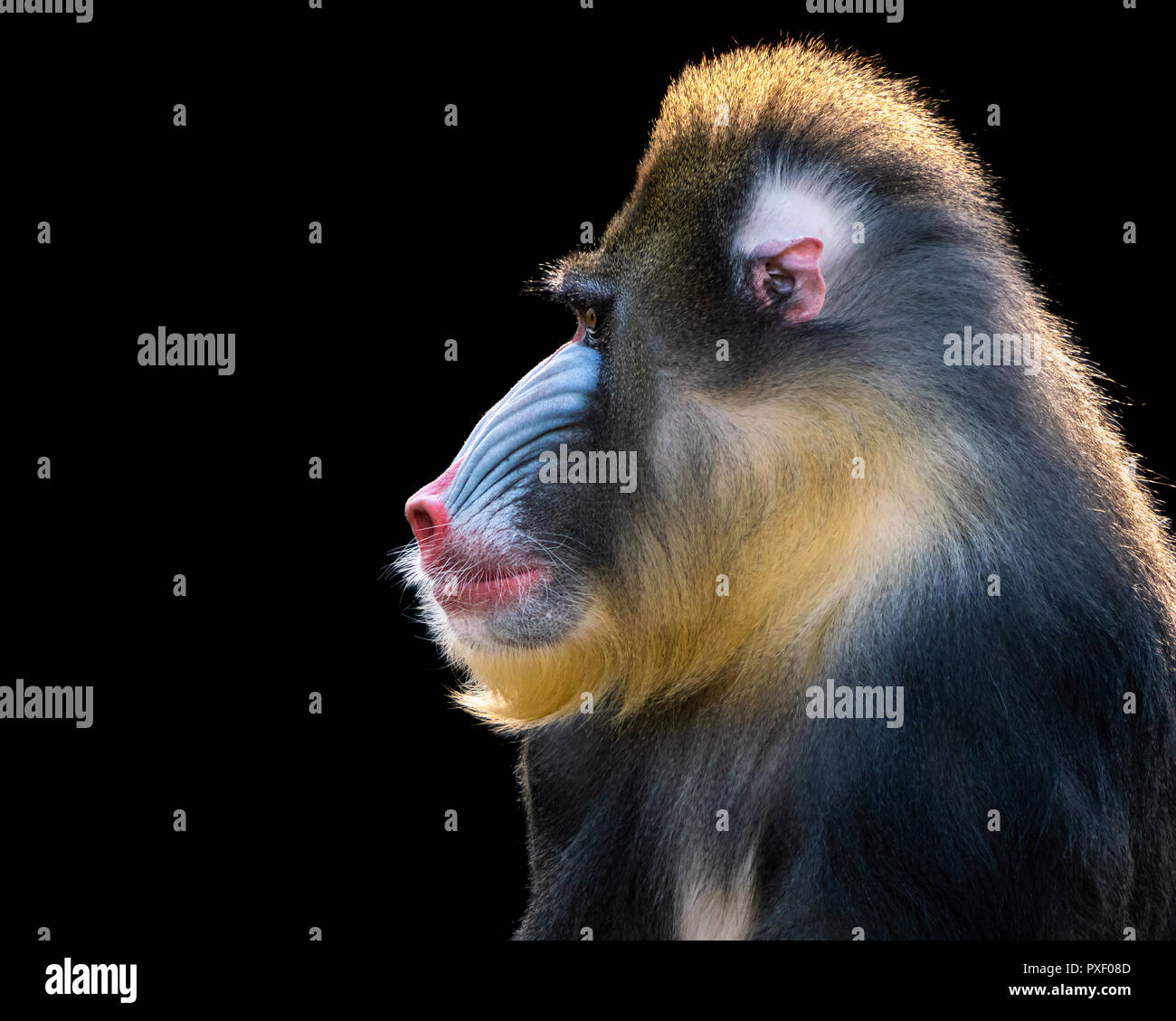 Profile Portrait of a Backlit Mandrill Against a Black Background Stock Photo