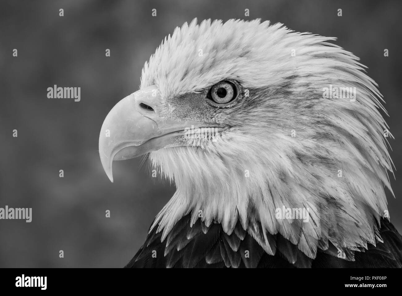 Black and White Profile Portrait of an Juvenile Bald Eagle Against a Mottled Gray Background Stock Photo