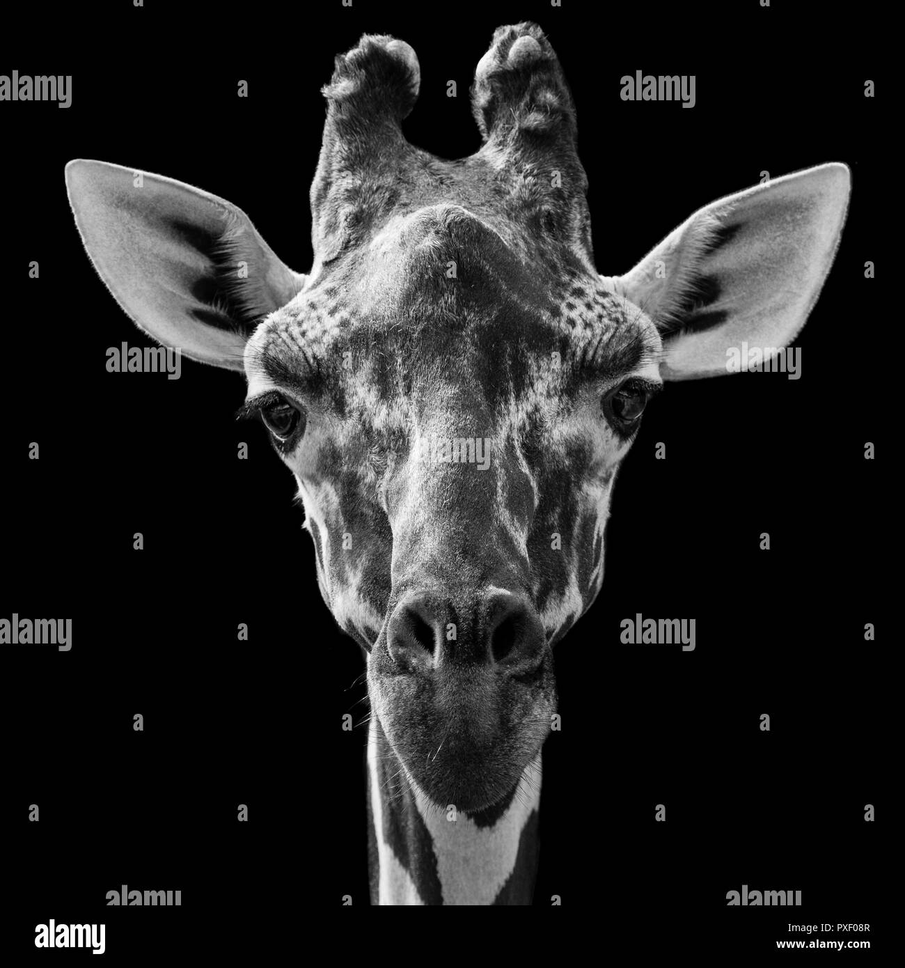 Close Up Profile Portrait of a Reticulated Giraffe Against a Black Background Stock Photo