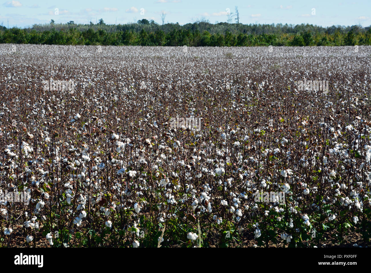 Cotton field in north carolina hires stock photography and images Alamy