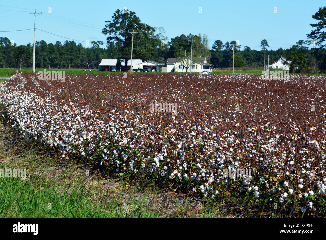 Cotton field in north carolina hires stock photography and images Alamy