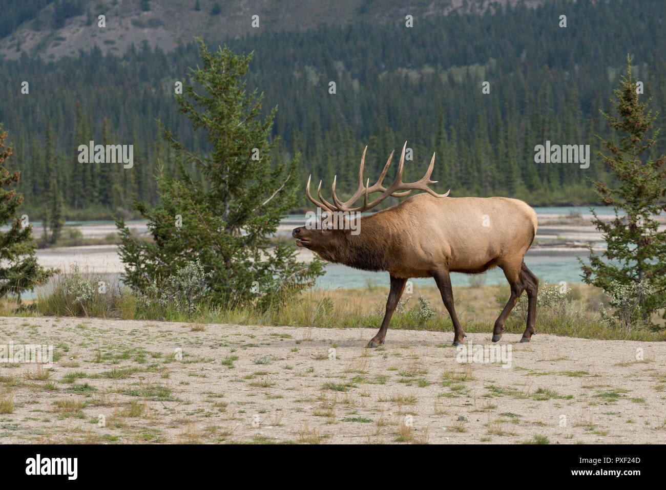A large bull elk posturing Stock Photo