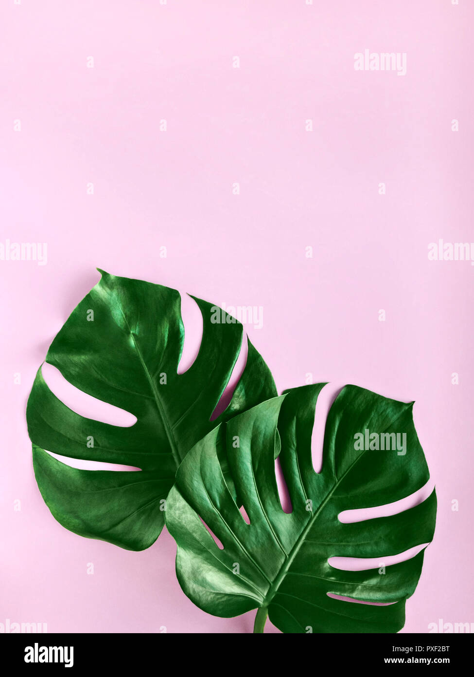 Tropical leaves on pink background Mock up with copy space in flat lay ...