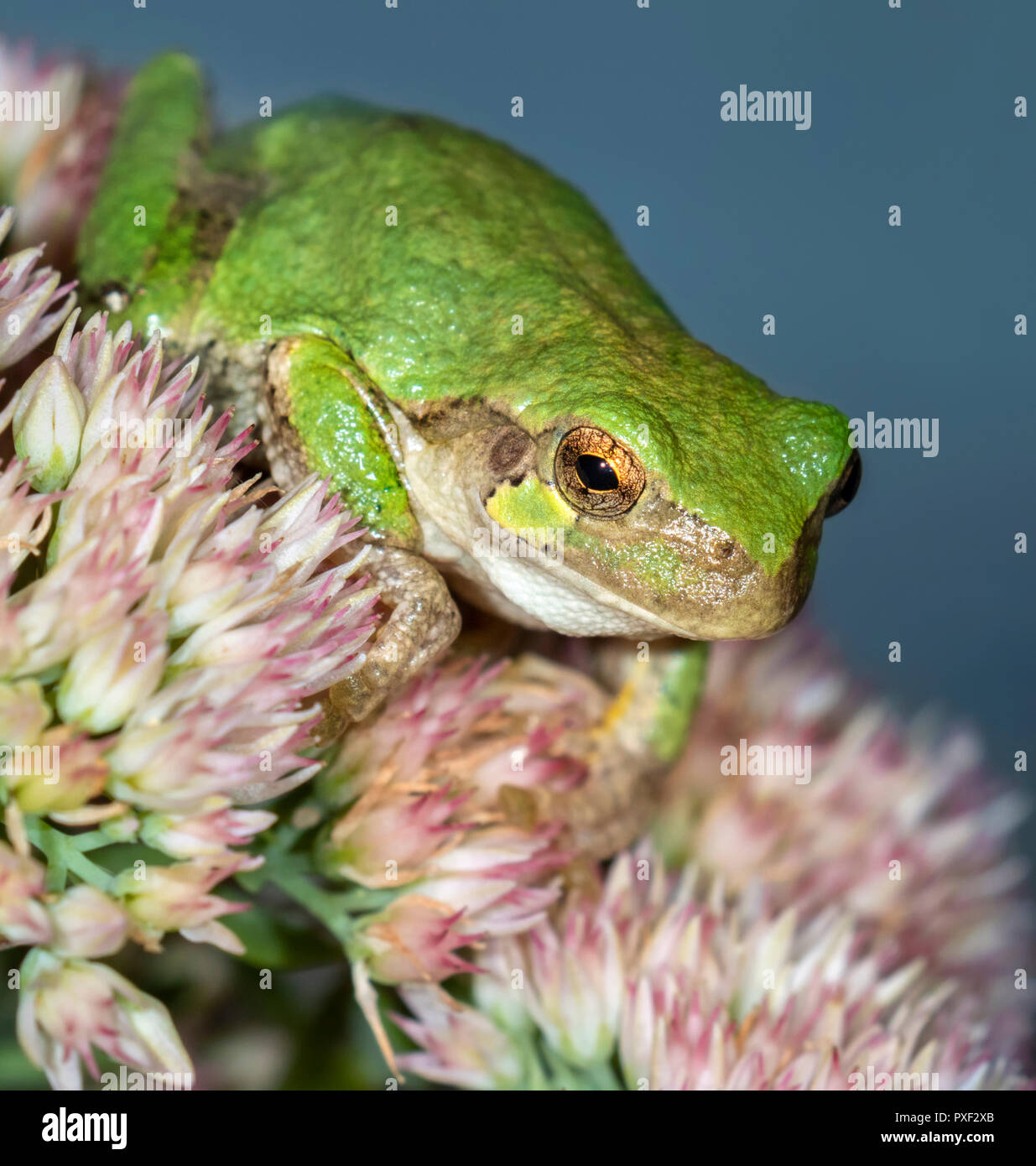 Cope's Gray Treefrog (Hyla chrysoscelis) waiting for a prey on flowers at night, Iowa, USA Stock Photo
