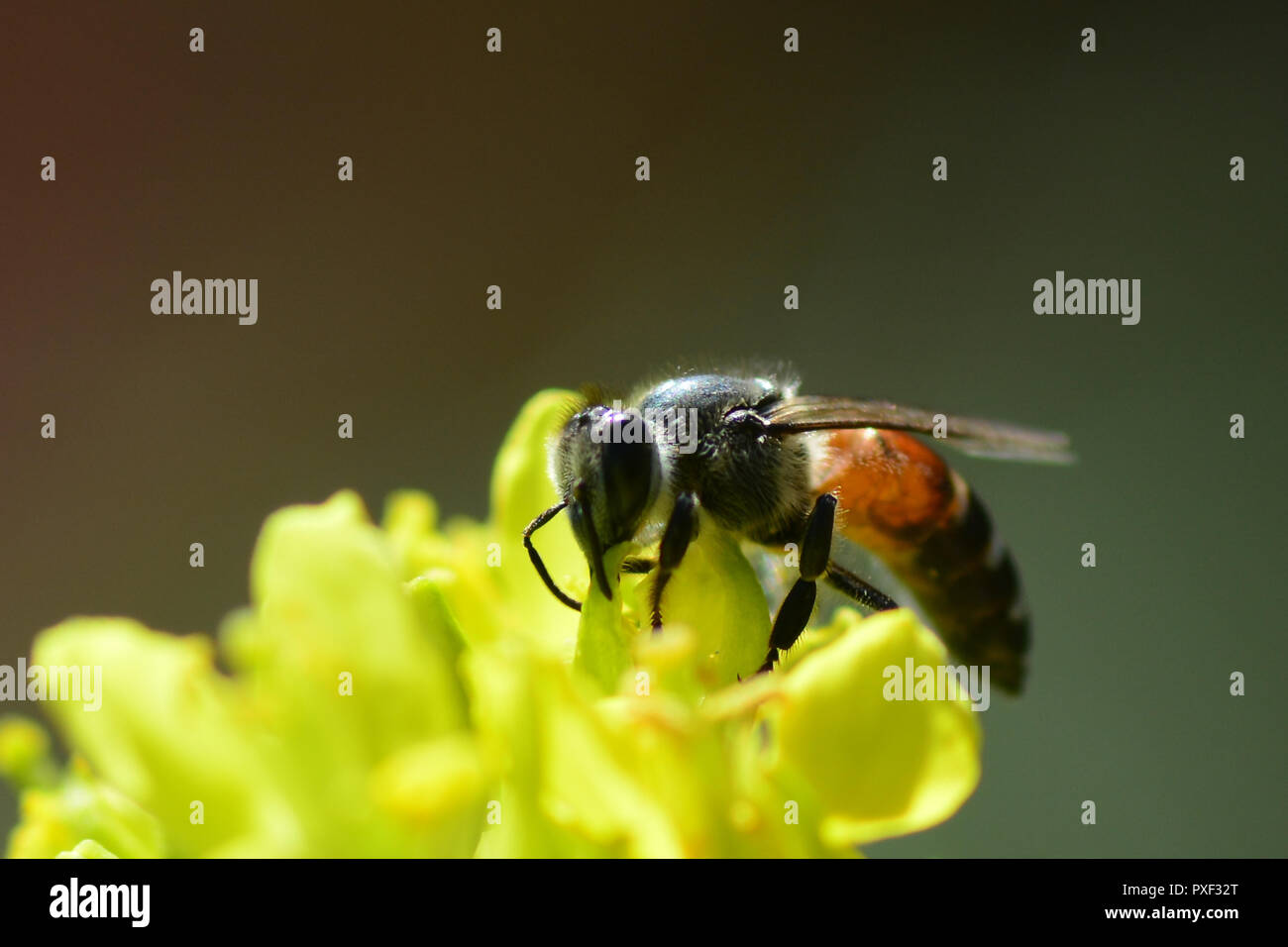 Close-up Photo Of A Western HoneyBee Gathering Nectar And Spreading Pollen ** Note:  depth of field Stock Photo
