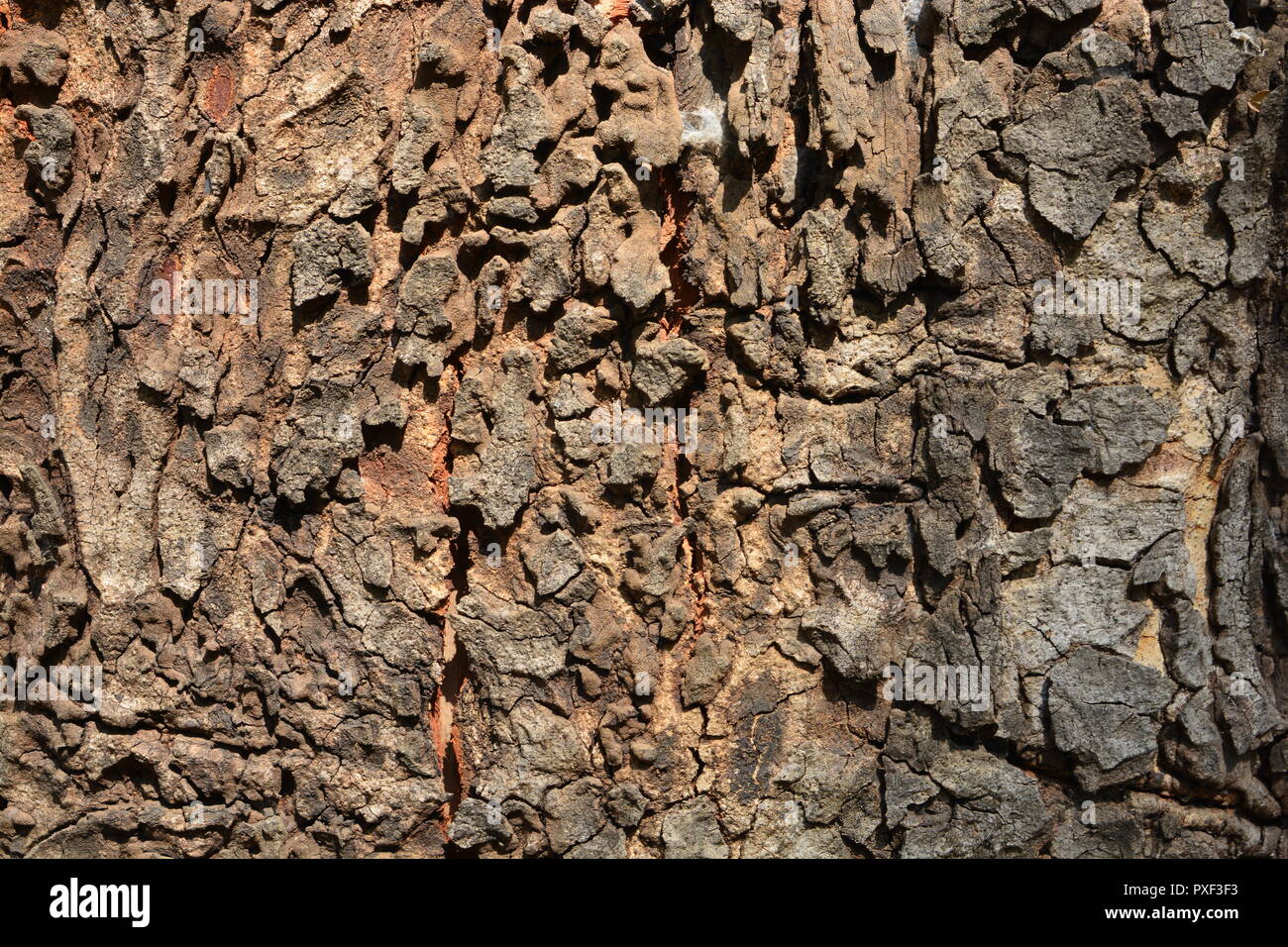 the tree side view of old wood texture in forest. Can be used as ...