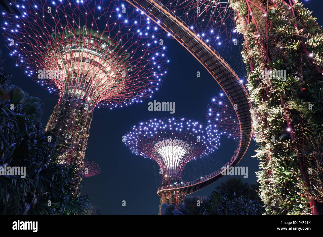 Supertree grove at Gardens By The Bay. These trees are vertical gardens measuring around 25 and 50 metres tall. Stock Photo