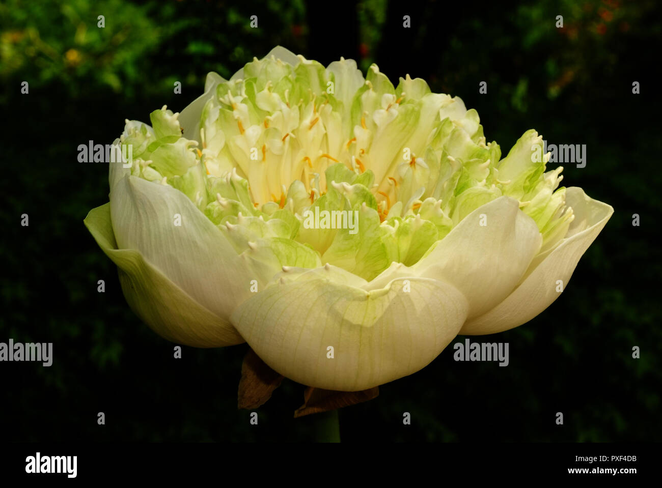 Lotus flower, rare flower. Ancient flower. Symbol of purity. Symbol of