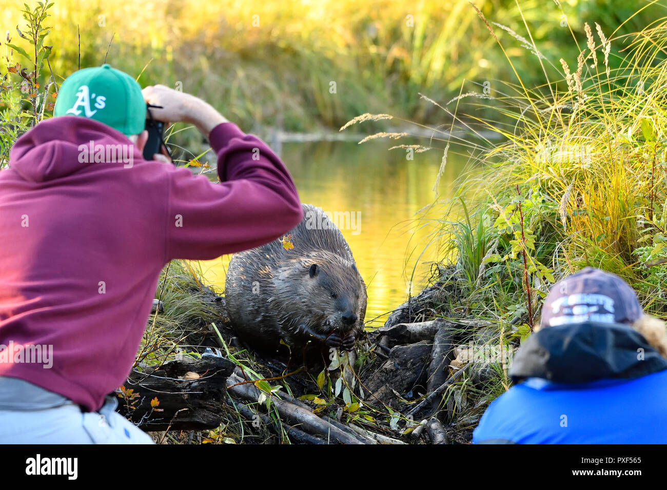 A wild beaver 'Castor canadensis' sitting on his dam people watching and taking pictures as he feeds  on a small branch. Stock Photo