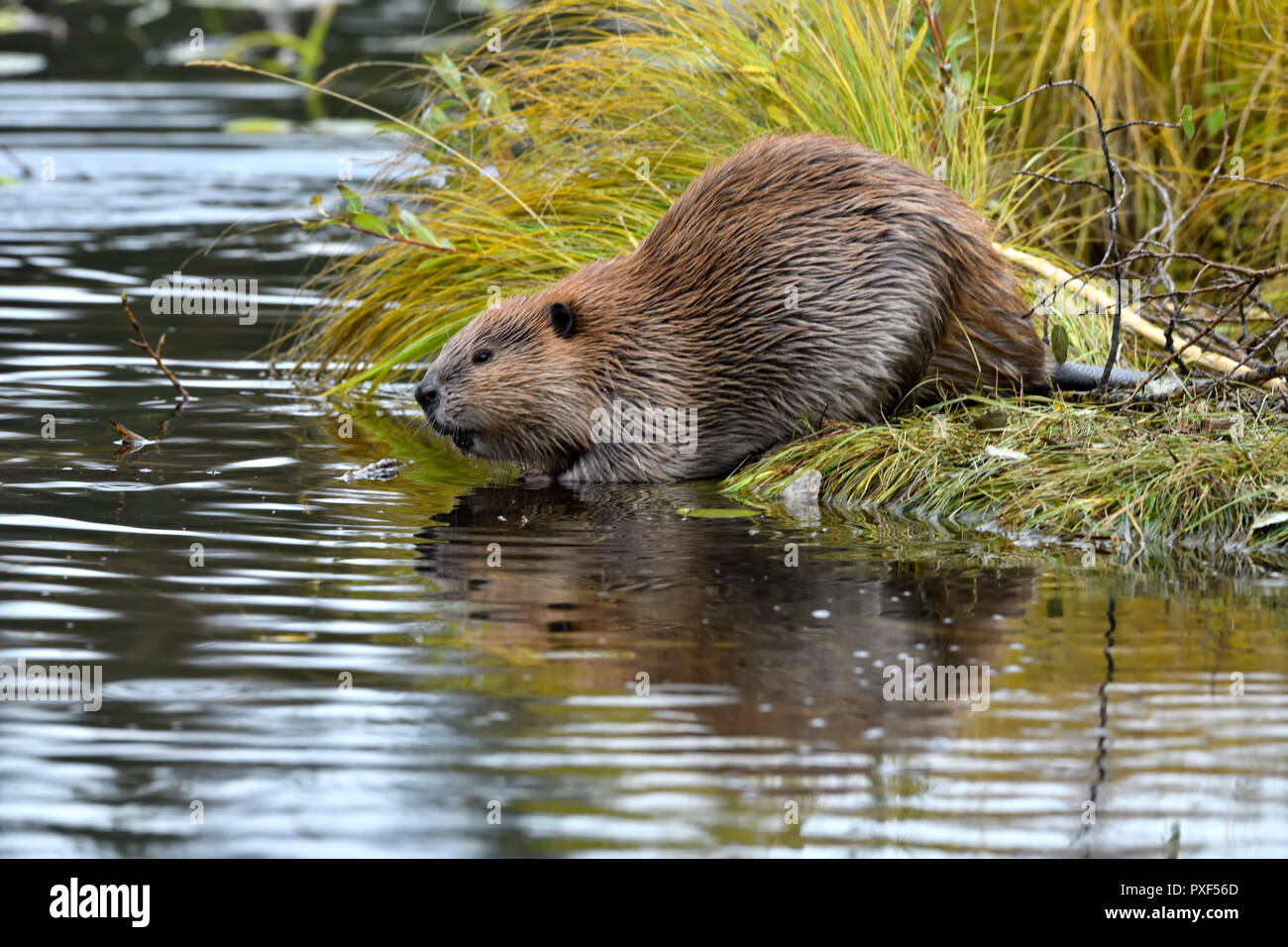A side view of a wild beaver (Castor Canadensis); about to enter the