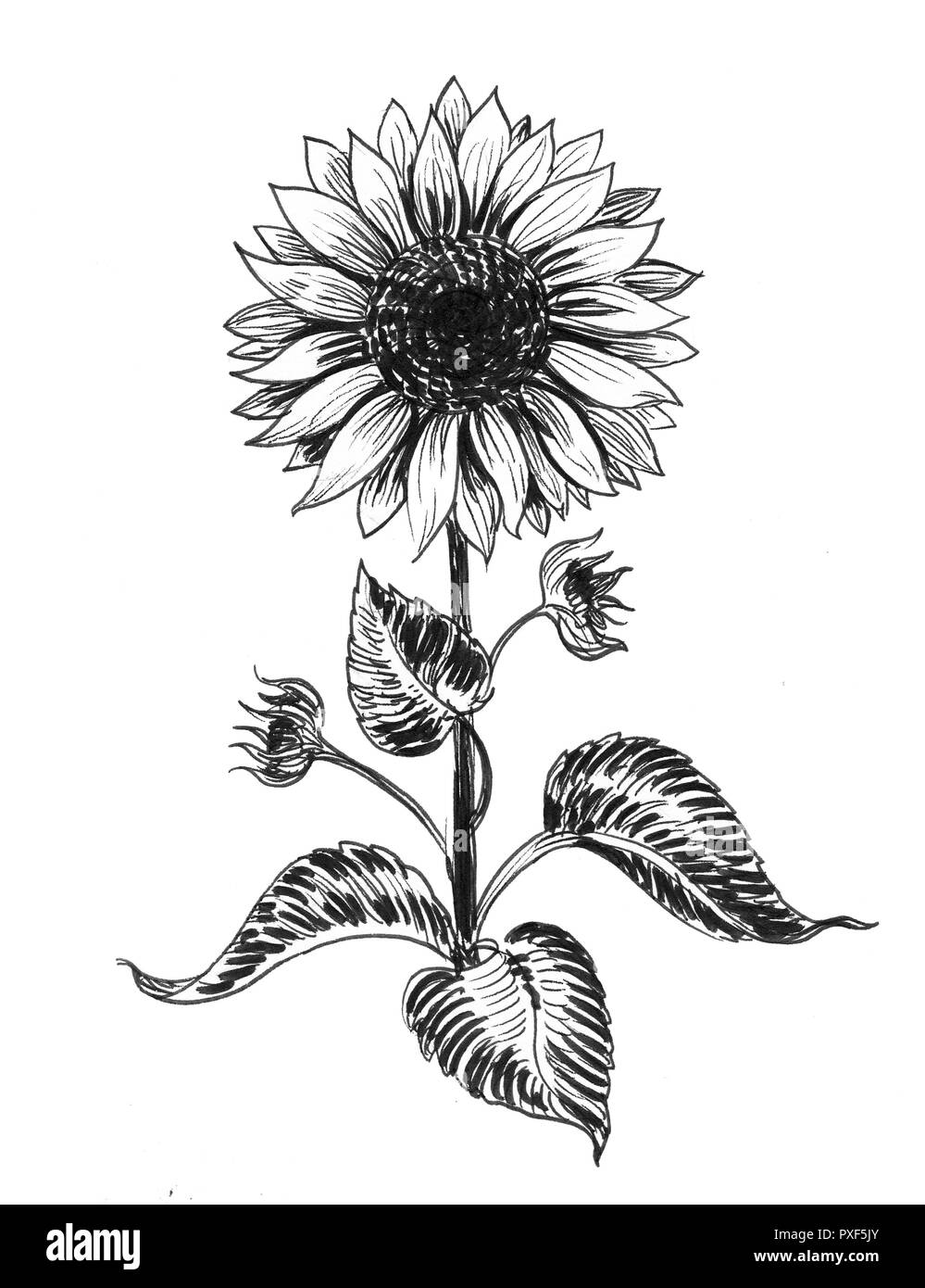 Featured image of post Sunflowers Drawing Black And White - It took more than a little editing to.