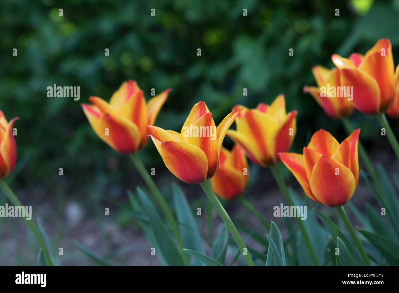 Tulips in red and yellow Stock Photo