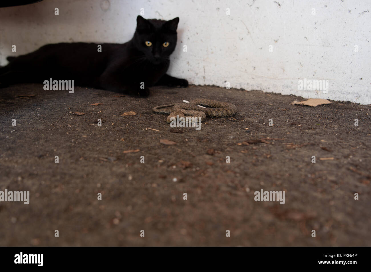 Domestic cat hunting adder snake in garden Stock Photo Alamy