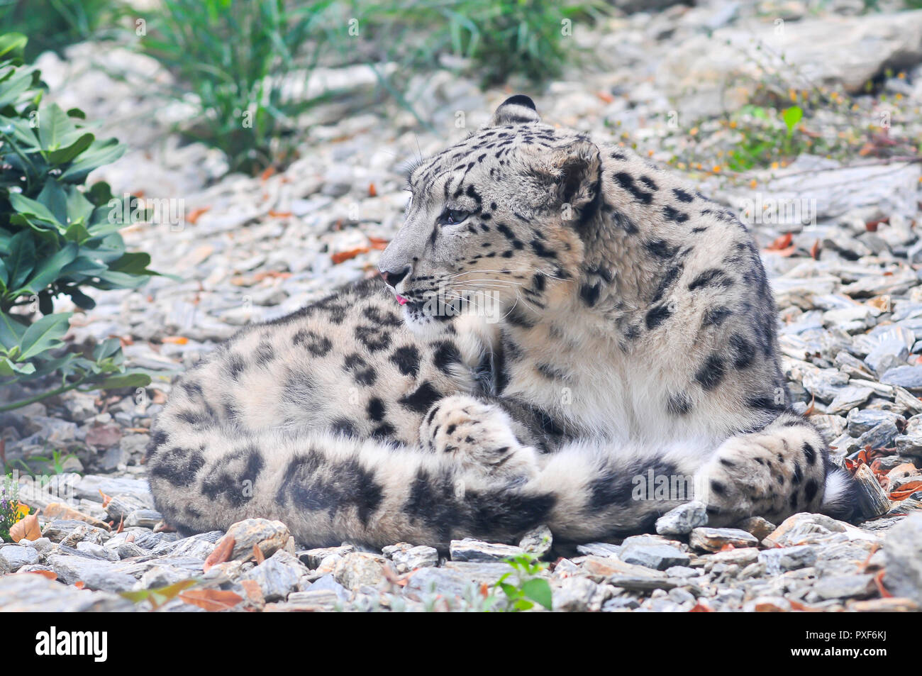Snow leopard - Irbis (Panthera uncia) Stock Photo