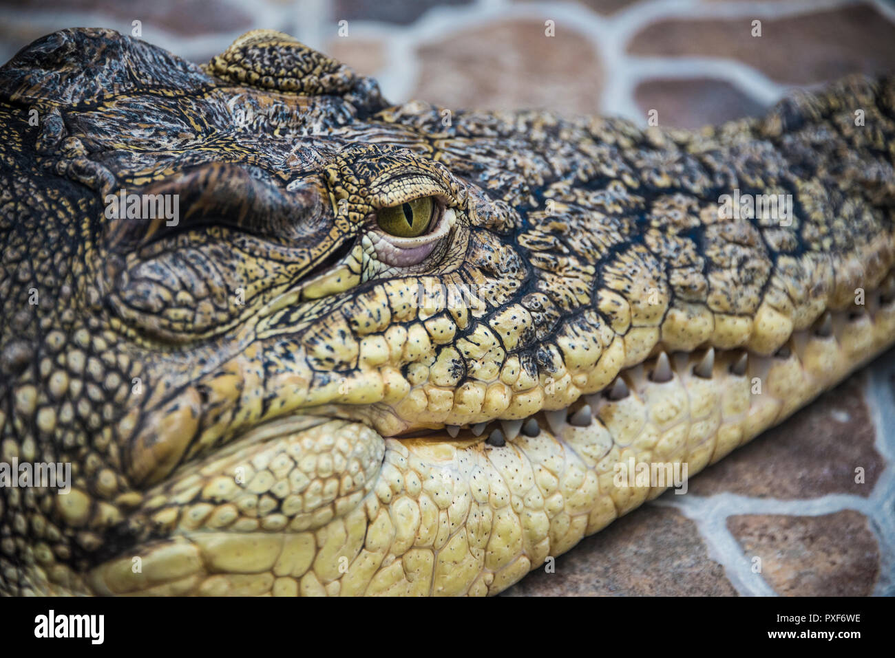 crocodile skin crocs