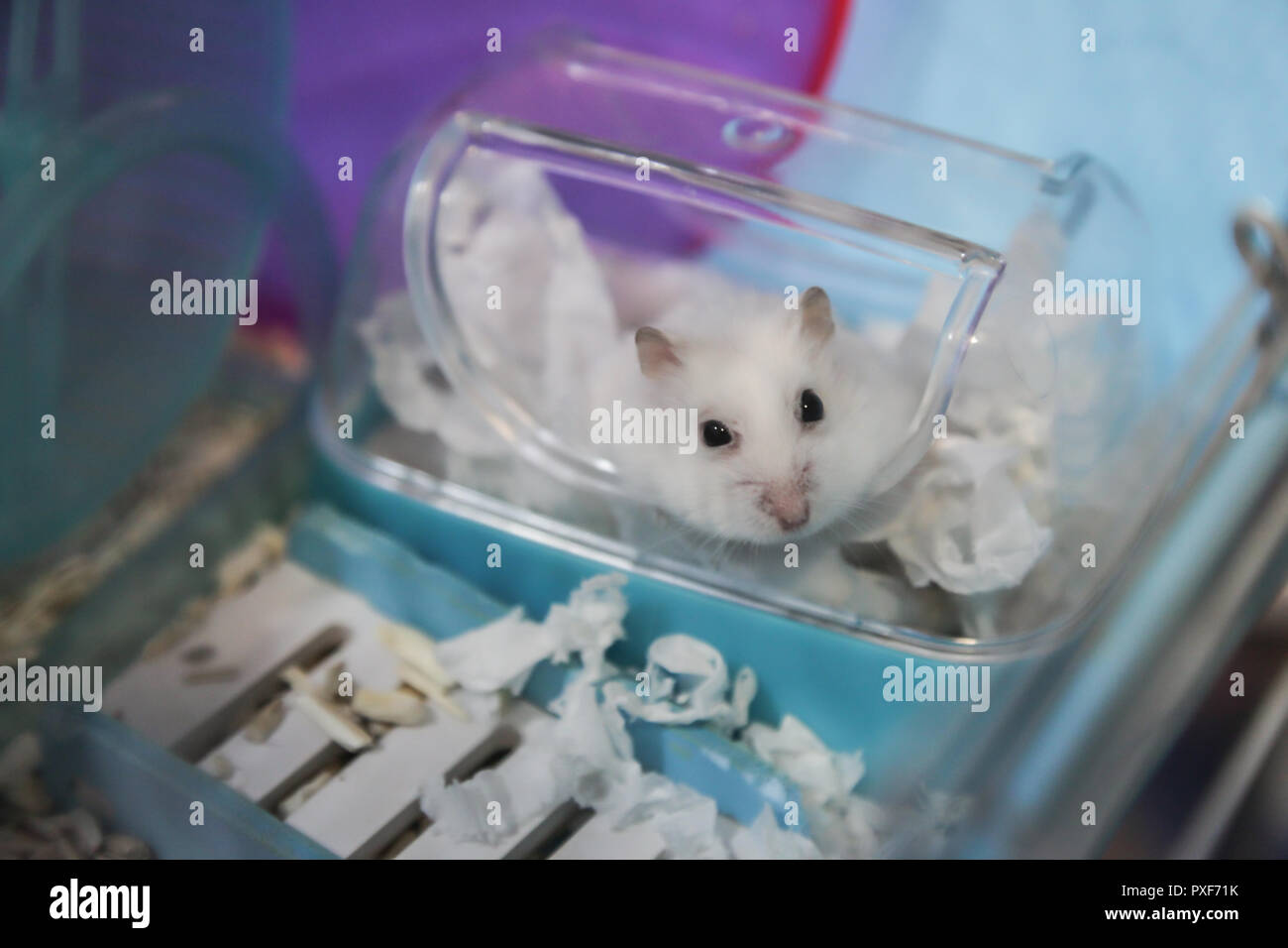 Shredded paper hamster hires stock photography and images Alamy