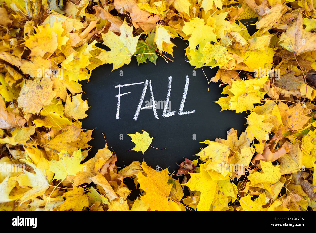 Blackboard with frame of yellow leaves. Word FALL is written there by chalk Stock Photo