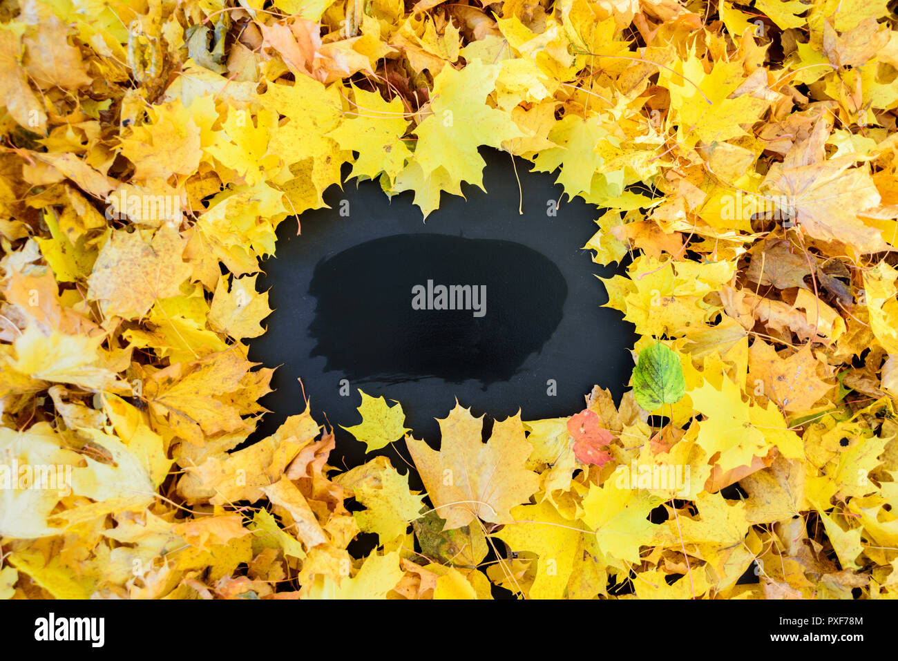 Blackboard with frame of yellow leaves. Frame is empty, black and wet Stock Photo