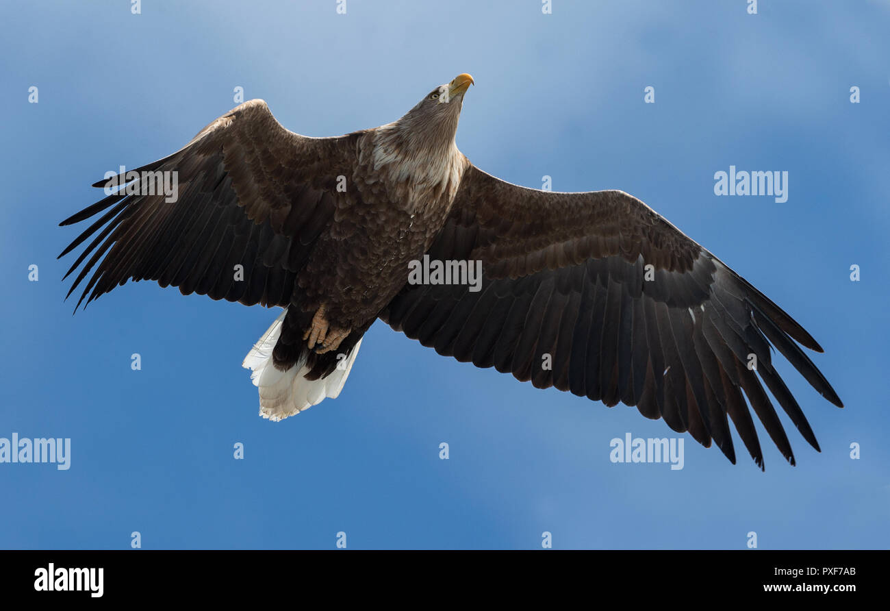Adult White tailed eagle in flight. Blue sky background. Scientific name: Haliaeetus albicilla, also known as the ern, erne, gray eagle, Eurasian sea Stock Photo