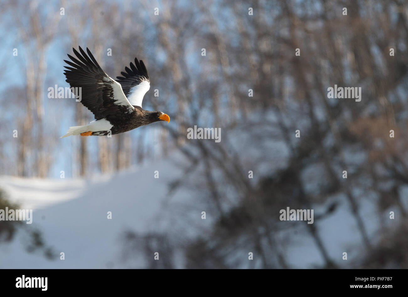 Adult Steller's sea eagle in flight. Snowy Mountain background. Scientific name: Haliaeetus pelagicus. Natural Habitat. Winter Season. Stock Photo