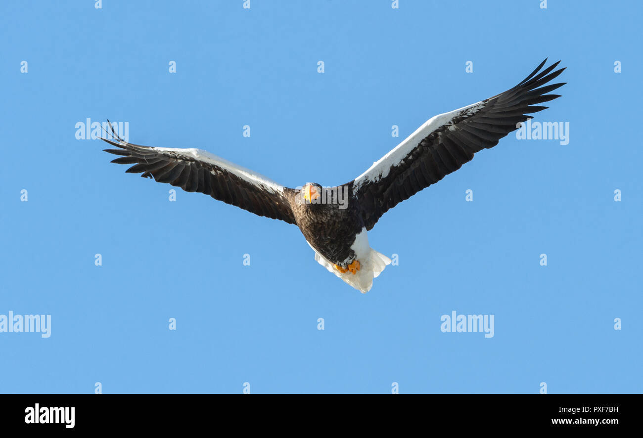 Steller's sea eagle in flight. Adult Steller's sea eagle . Scientific name: Haliaeetus pelagicus. Blue sky background. Stock Photo