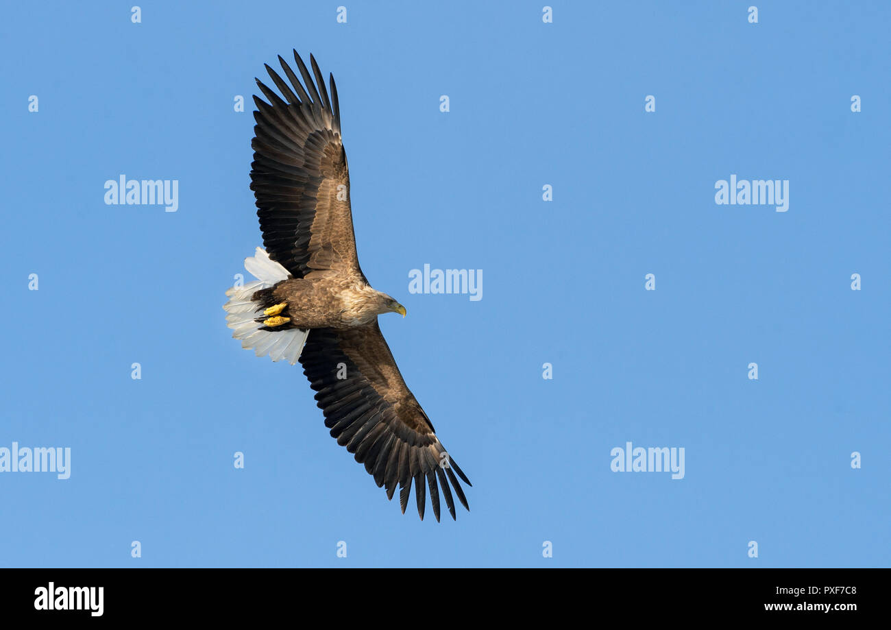 Adult White-tailed eagle in flight. Blue sky background. Scientific name: Haliaeetus albicilla, also known as the ern, erne, gray eagle, Eurasian sea  Stock Photo