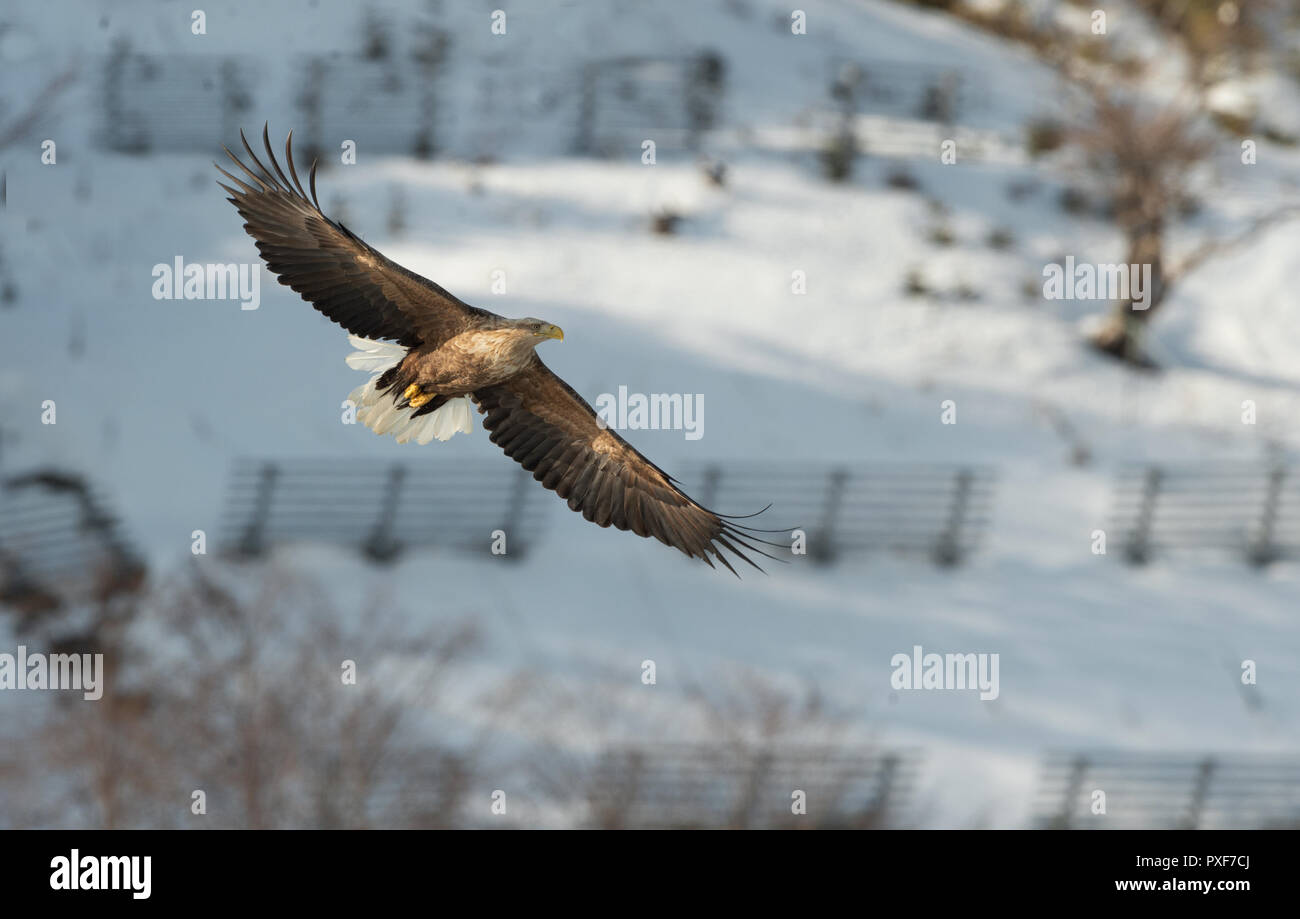 Adult White tailed eagle in flight. Mountain background. Scientific name: Haliaeetus albicilla, also known as the ern, erne, gray eagle, Eurasian sea Stock Photo