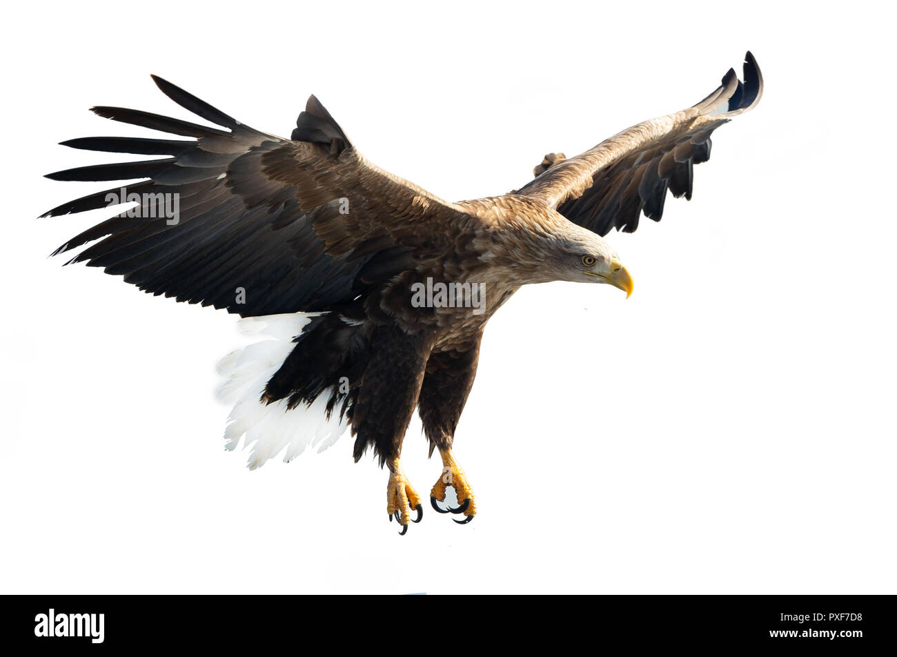 Adult White tailed eagle in flight. Isolated on White background. Scientific name: Haliaeetus albicilla, also known as the ern, erne, gray eagle, Eura Stock Photo