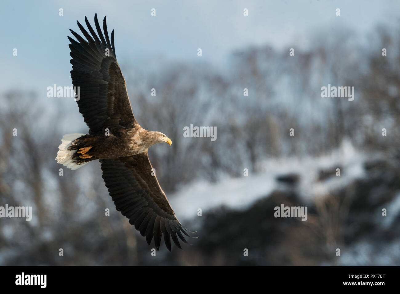 Adult White tailed eagle in flight. Mountain background. Scientific name: Haliaeetus albicilla, also known as the ern, erne, gray eagle, Eurasian sea Stock Photo