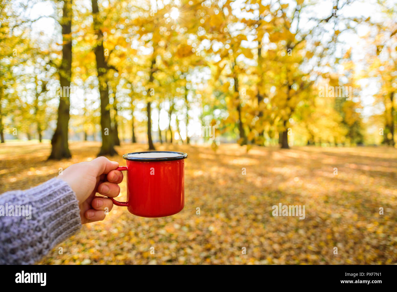 Woman hand in grey knitted sweater with enameled travel mug at fall forest. Sunny day Stock Photo