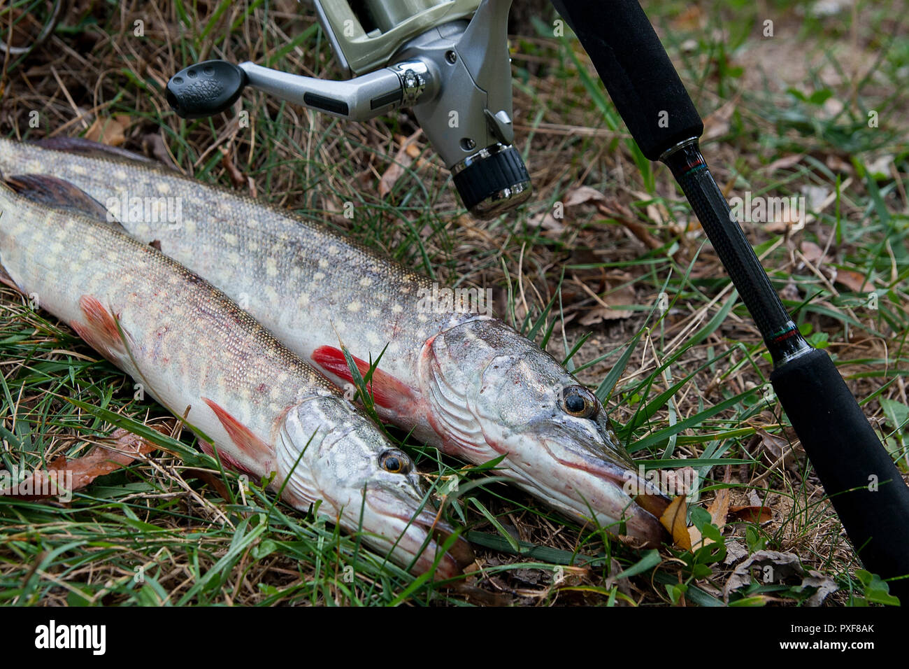 Freshwater Northern pike fish know as Esox Lucius and fishing rod with