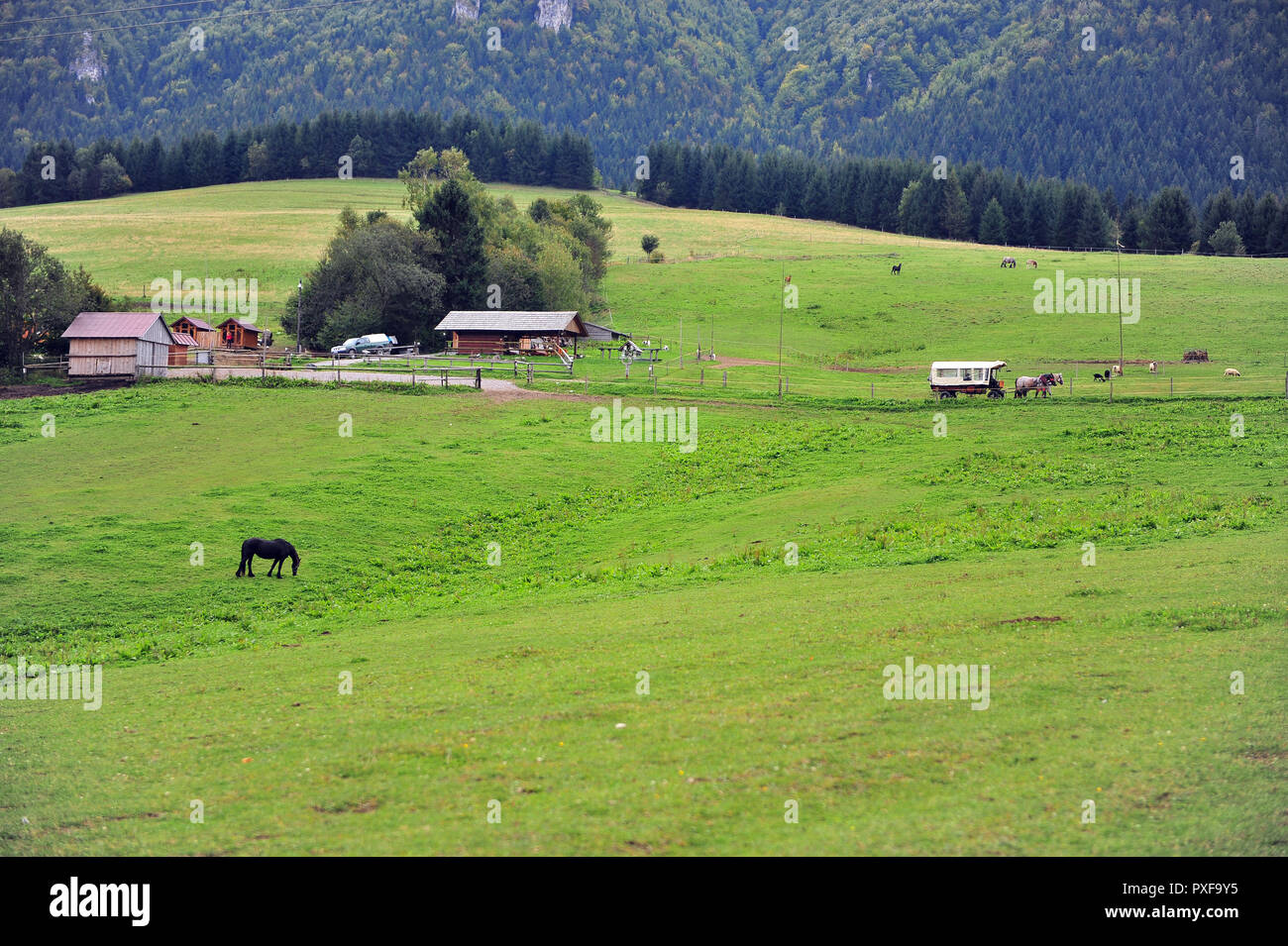 Pastural landscape with horses in Low Tatras national park, Slovakia ...