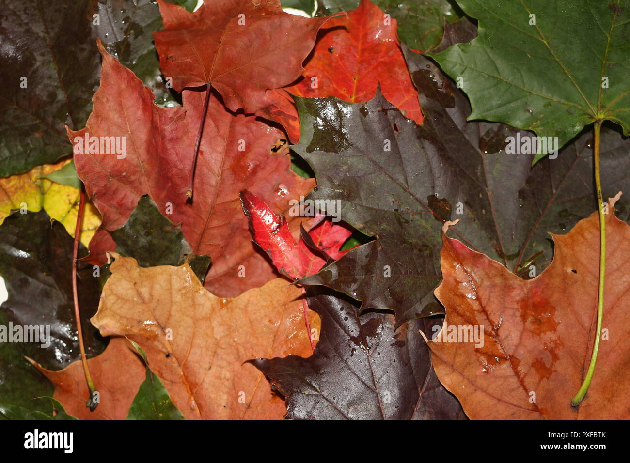 close up of fall leaves as a background or abstract image Stock Photo