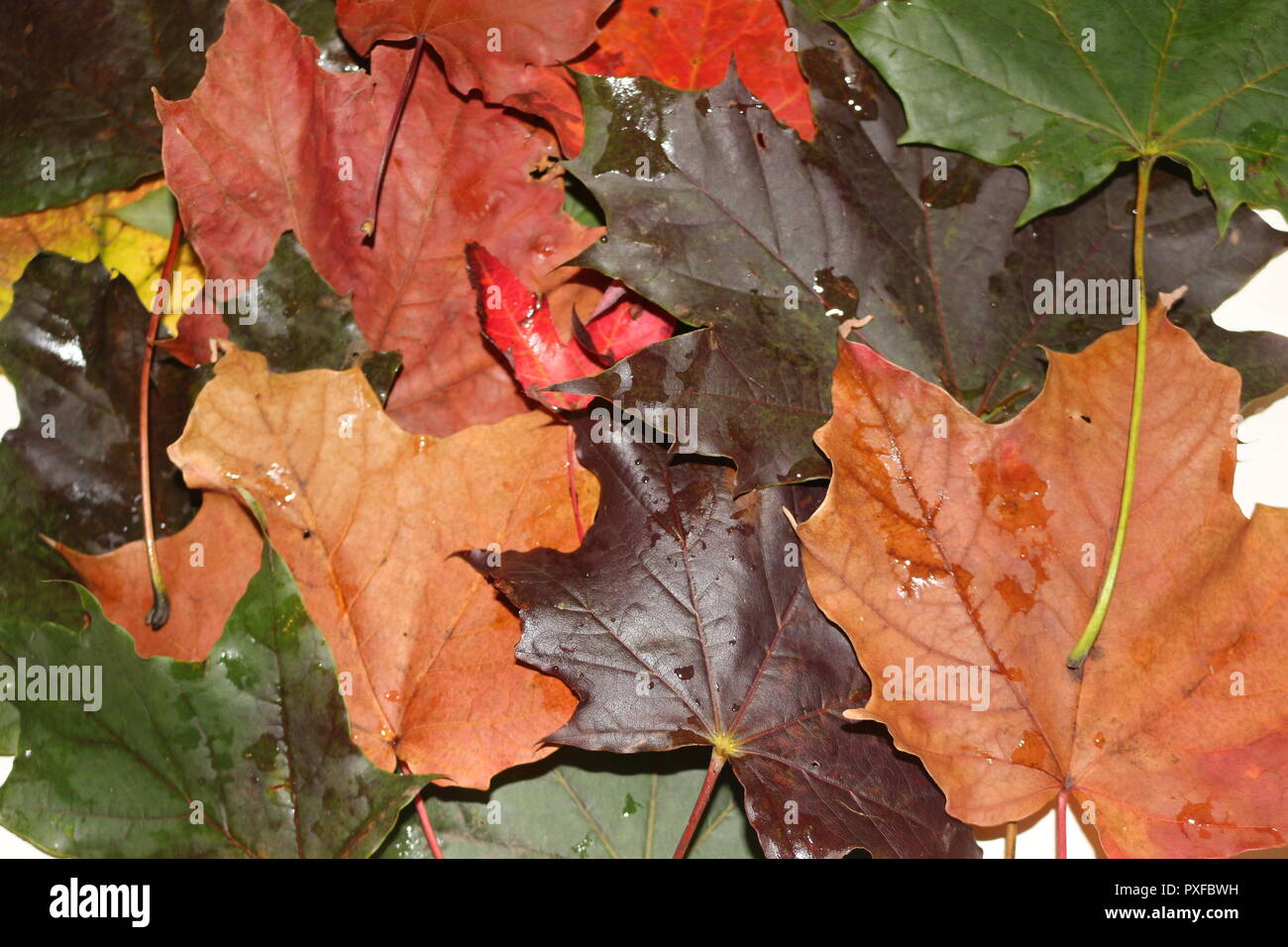 close up of fall leaves as a background or abstract image Stock Photo