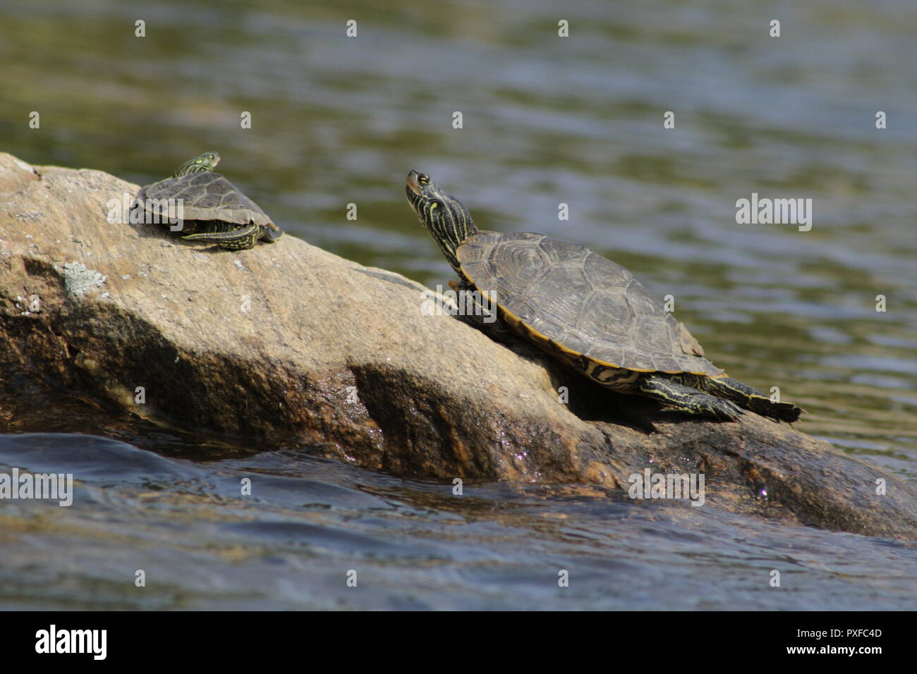 Northern Map turtle (Graptemys geographica) basking in Ontario Stock Photo