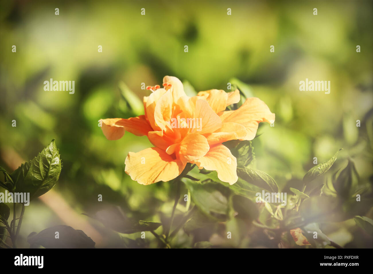 Close Up Vintage Filter Of Orange Hibiscus Rosa Sinensis