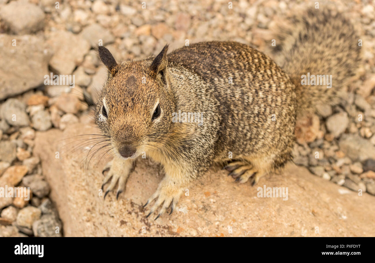 A grey squirrel scrambling on the rocks at Morro Bay, California. Stock Photo
