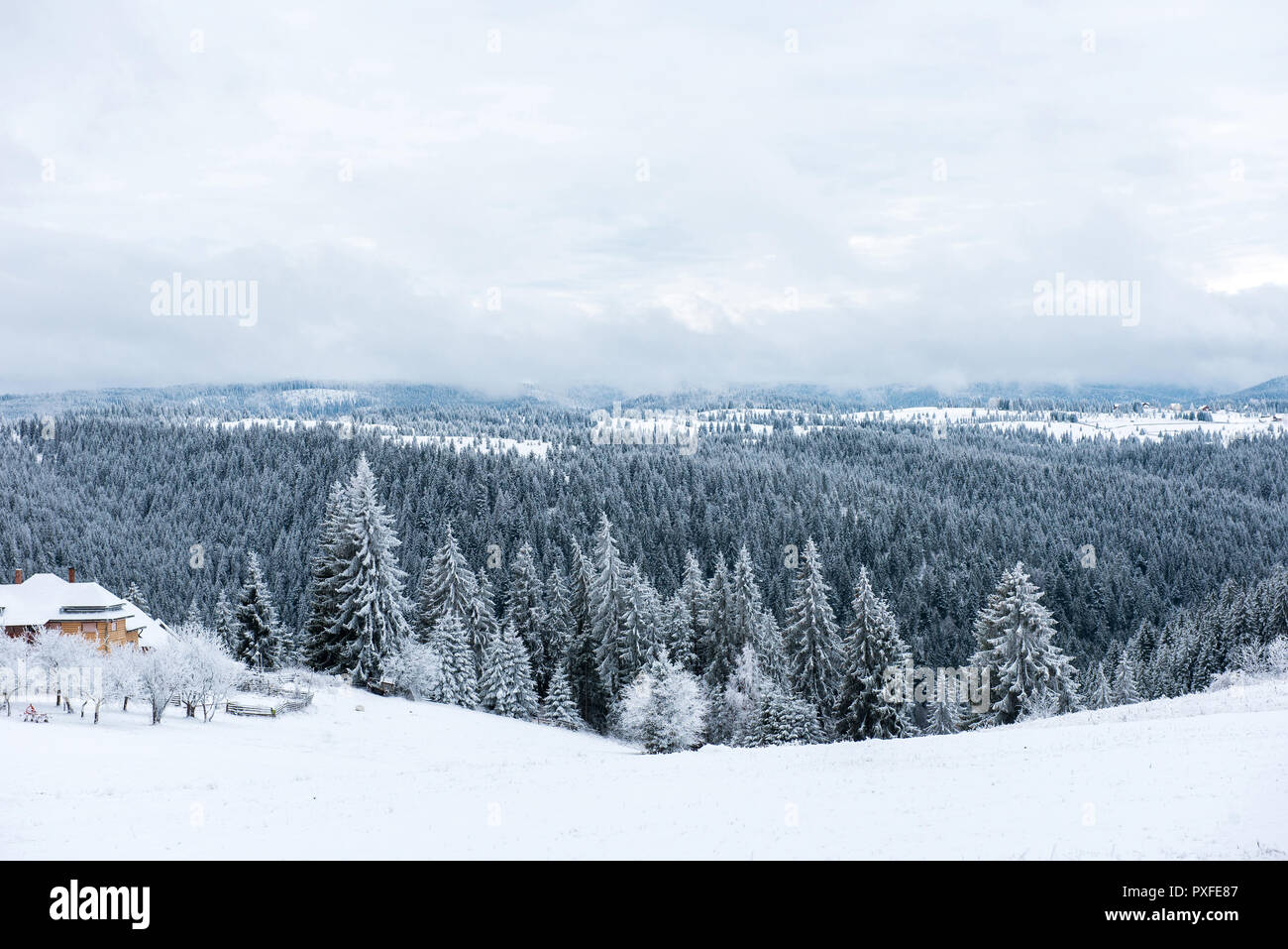 Winter wonderland, spruce tree forest covered with fresh snow Stock ...