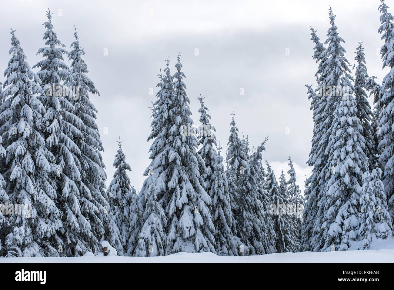 Winter wonderland, spruce tree forest covered with fresh snow Stock ...