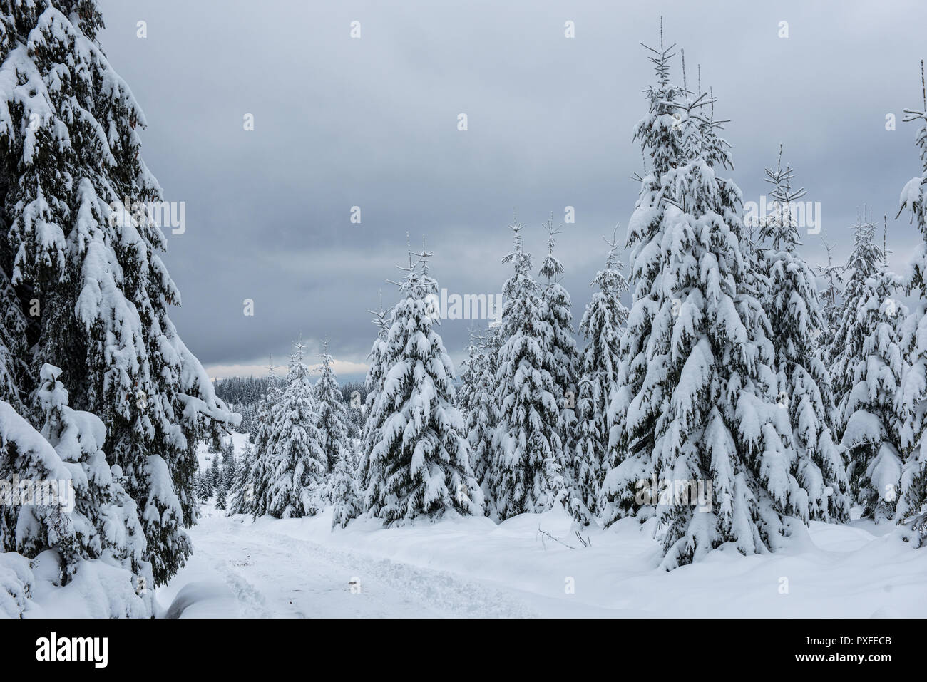 Winter landscape with snow covered fir trees. Christmas postcard ...